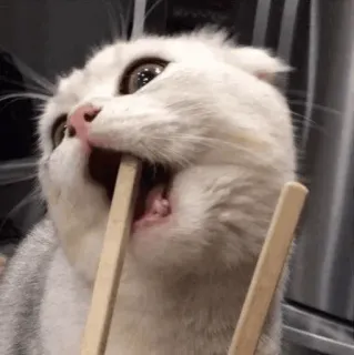 🙄 Katze, Essstäbchen, lustig, Tier, Kätzchen, Haustier, Meme telegram sticker