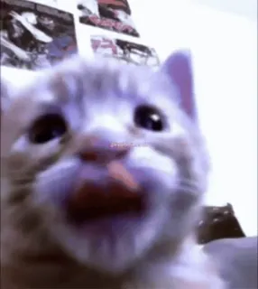 😼 cat, pet, animal, kitten, domestic animal whatsapp sticker