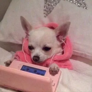 😭 perro, chihuahua, gaming, auriculares, lindo, rosa telegram sticker