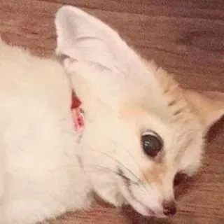 🦊 whatsapp sticker