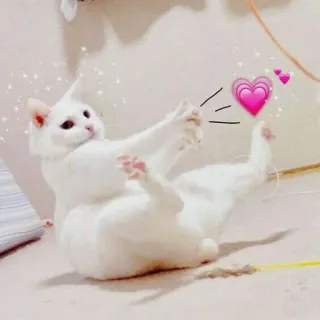 🐱 кот, животное, сердце, любовь, милый, питомец, котёнок, белый telegram sticker