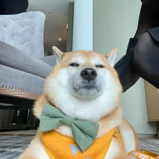 🐗 dog, shiba inu, bowtie, cute, pet, animal telegram sticker