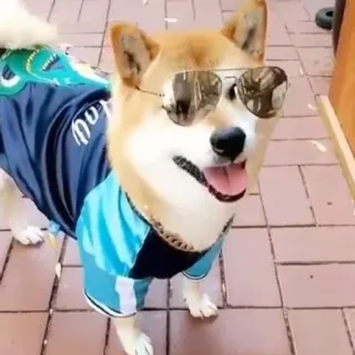 😎 Hund, Shiba Inu, Sonnenbrille, Haustier, Tier, süß, Stil telegram sticker