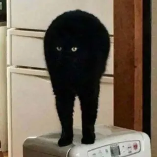 🦵 gatto, gatto nero, divertente, animale, animale domestico, animale da compagnia, meme, gatto rotondo telegram sticker