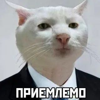 😶 ПРИЕМЛЕМО gatto, completo, divertente, meme telegram sticker