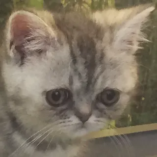 😔 kat, kitten, dier, huisdier, schattig telegram sticker