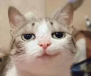 😼 Katze, Tier, Haustier, Säugetier, Hauskatze, süß, Katzenartig telegram sticker