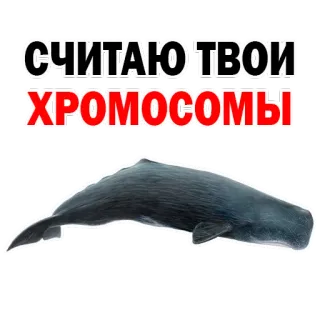 Whale @stickersb2b telegram stickers