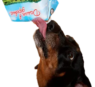 😋 Даник в деревне собака, лижет, еда, животное, милый whatsapp sticker