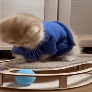 🥺 고양이, 새끼 고양이, 귀여운, 동물, 애완 동물, 파란색, 스웨터 telegram sticker