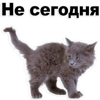 😁 Не сегодня gato, gatinho, animal de estimação, fofo, bonito, hoje não, meme whatsapp sticker