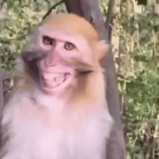 🐵 обезьяна, животное, примат, человекообразная обезьяна, дикая природа, фауна telegram sticker