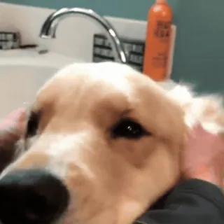 🤗 dog, golden retriever, pet, animal, cute, domestic animal, dog head telegram sticker