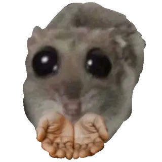 🤲 Japanese dwarf flying squirrel flying squirrel, cute, begging, hands out, animal, meme, reaction telegram sticker