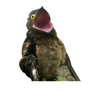 potoo telegram stickers