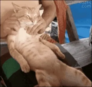 🐈⬛️ кот, массаж, питомец, животное, милый, смешной, домашнее животное, счастливый telegram sticker