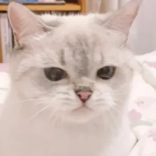 🐈 猫, 白い猫, ペット, 動物, 飼い猫, ネコ科 whatsapp sticker