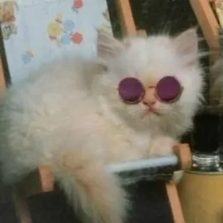 🐱 chat, lunettes de soleil, animal, animal de compagnie, chaise, mignon telegram sticker