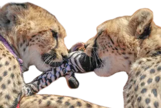 CheeStix 5000 telegram stickers