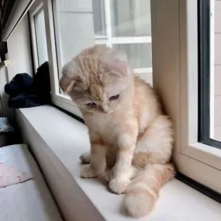 🪐 cat, kitten, pet, animal, window, cute telegram sticker