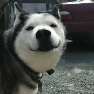 🐾 Hund, Husky, Tier, Haustier, Haustier whatsapp sticker