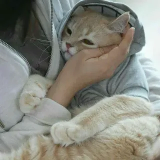 🐾 แมว, เสื้อฮู้ด, สัตว์เลี้ยง, สัตว์, น่ารัก, แมวบ้าน whatsapp sticker