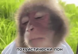 😒 похуистически пон monyet, tenang, santai, binatang, meme, rusia telegram sticker
