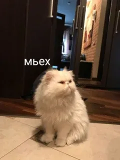😔 мьех telegram sticker