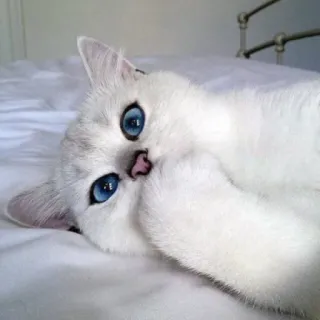 🐱 kot, kociak, biały kot, niebieskie oczy, słodki, zwierzę, zwierzak telegram sticker