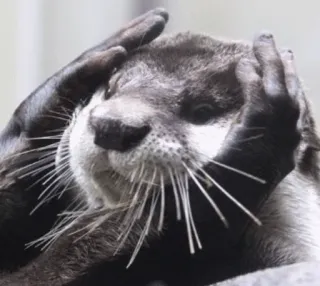 🙀 otter, animal, mammal, cute, wildlife, sea otter telegram sticker
