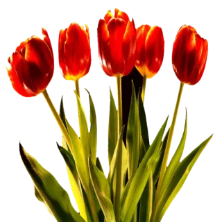 🌹 Blumen, Tulpen, rot, Natur, Strauß, Frühling telegram sticker