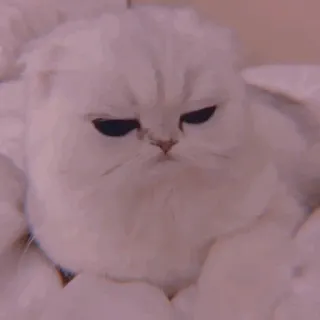 🧁 kot, słodki, zwierzę, zwierzak, biały kot, zrzędliwy telegram sticker