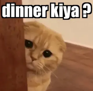 👀 dinner kiya ? gato, meme, pregunta, cena, lindo, mirar, escondido telegram sticker