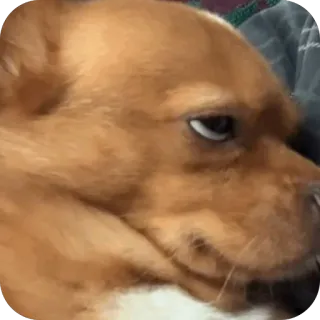 🫥 hond, dier, huisdier, bruin, wit, schattig telegram sticker