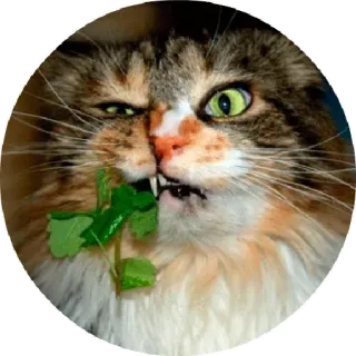 🐱 chat, animal, drôle, animal de compagnie, mème telegram sticker