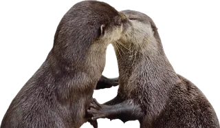 ❤ wydry, zwierzęta, całowanie, słodkie, dzika przyroda, natura telegram sticker