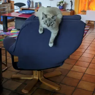 🛋 cat, pet, domestic animal, feline, chair, furniture, animal telegram sticker