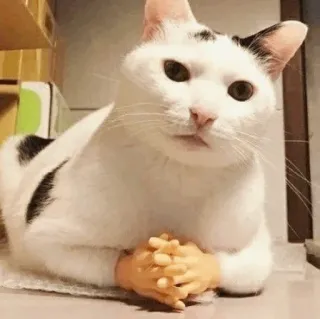 🐈 kat, handen, grappig, meme, dier, huisdier telegram sticker
