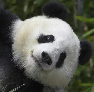 😐 panda, animal, bear, wildlife telegram sticker