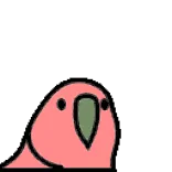 🦜 vogel, roze, dier, schattig, papegaai telegram sticker