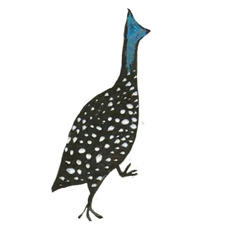 🦃 bird, guineafowl, animal, wildlife, spotted, illustration telegram sticker