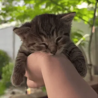 🤗 gatinho, gato, sonolento, animal, animal de estimação, fofo whatsapp sticker