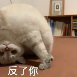 🧸 反了你 gatto, divertente, meme, sottosopra, animale telegram sticker