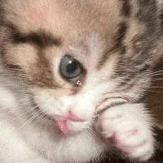 😾 猫, 子猫, 動物, かわいい, ペット, 哺乳類, 家畜 telegram sticker