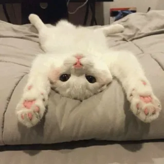 🐾 แมว, ลูกแมว, สัตว์, น่ารัก, แมวขาว, ตลก whatsapp sticker