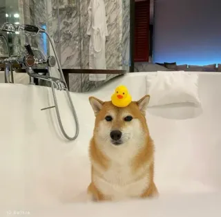 ❤️ dog, shiba inu, bath, rubber duck, animal, cute telegram sticker