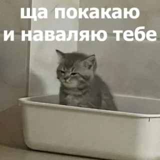 🫵 ща покакаю
и наваляю тебе แมว, ลูกแมว, ตลก, ข้อความ, รัสเซีย, สัตว์ telegram sticker