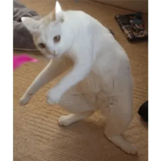 👇 cat, animal, pet, funny, dancing, meme telegram sticker