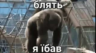 🙊 блядь
я їбав gorille, animal, russe, jurons whatsapp sticker