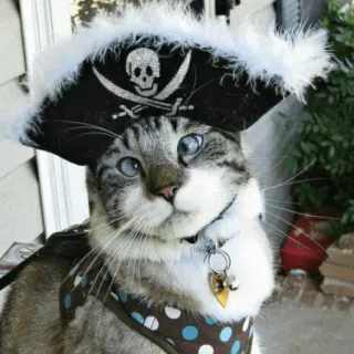 ☠ gato, pirata, animal, animal de estimação, gatinho, fantasia whatsapp sticker